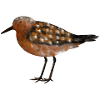 Knutt.1