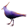 Lapwing.1