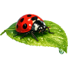 Ladybug on leaf