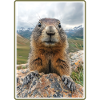 Murmeltiere Murmeltier