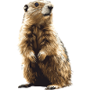 Murmeltiere Murmeltier
