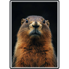 Murmeltiere Murmeltier