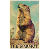 Murmeltiere Murmeltier