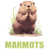 Murmeltiere Murmeltier