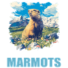 Murmeltiere Murmeltier
