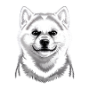 Shiba Inu Illustration