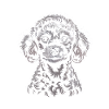 caniche toy