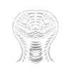 White Snake Head