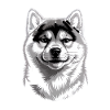 Shiba Inu Illustration
