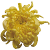 Vibrant_Yellow_Chrysanthemum_Flower