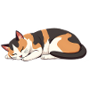 sleeping cat