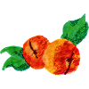 Apricot style