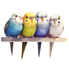 Budgie group