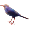 Wagtail.1