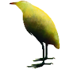 Bittern.1