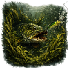 Pike Ambush Predator Fishing Design