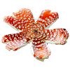 Amanita muscaria