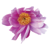 Peony_Dancing_in_Wind
