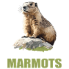 Marmottes Marmotte
