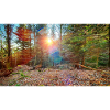 Sonnenlicht im Herbstwald