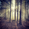 Sunbeams Forest Light
