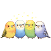 Budgies