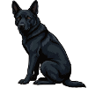 Black German Shepherd German Shepherd Owner
