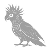 cacatoès