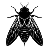 Cicada