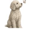 Poodle with Butterfly Dogs Motif