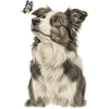 Border Collie Dog with Butterfly