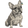 Bulldog with butterfly accent