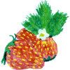 Erdbeeren Art