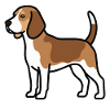 Beagle Dog