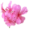 Vibrant_Pink_Geranium_Flowers