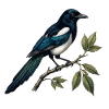 Magpie "Pica pica" — ornithological engraving