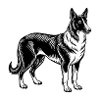 Chien