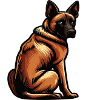 Malinois Belgian Shepherd Malinois Owner