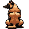 Malinois Belgian Shepherd Malinois Owner