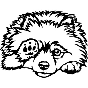 Zwergspitz