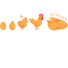 Chicken Whisperer Chicken Chicken Keeper Chickens