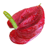 Vibrant_Red_Anthurium_Flower
