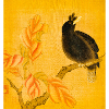 Black Songbird on Yellow Blossoms