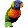 Bunter Lorikeet Druckdesign