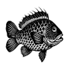 Crappie Fish