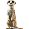 Meerkat Erdmännchen