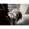 Look canin noir et blanc