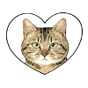 Cœur felin : portrait chat