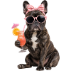 French Bulldog Summer Cocktail