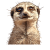 Suricate Erdmännchen